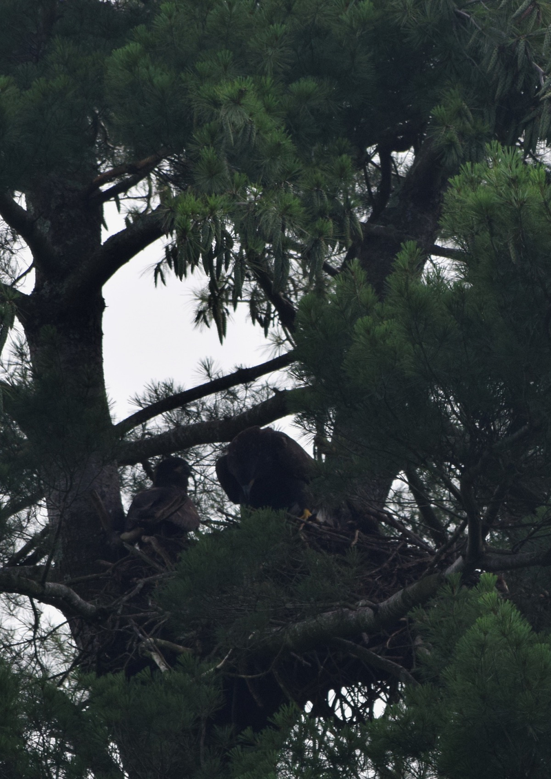 Illustration for article titled Juvenille Bald Eagles